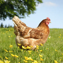 Chicken