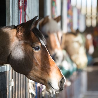 Yards of 10 + horses thumbnail