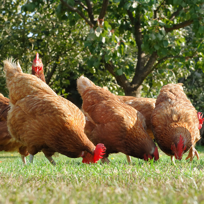 Poultry