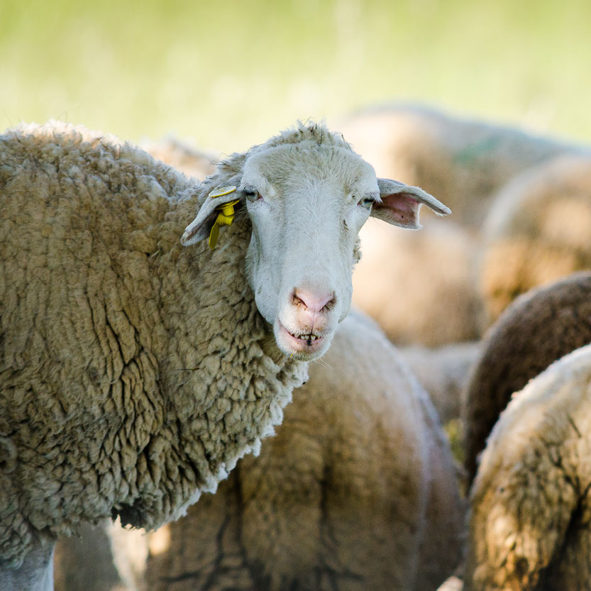 Farm Animals