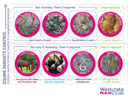 Equine Parasites to test or treat for