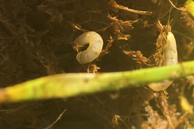 Grubs & maggots
