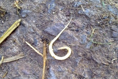 Pinworm