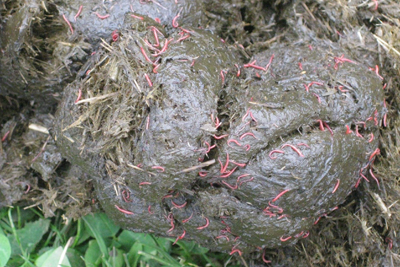 Redworm