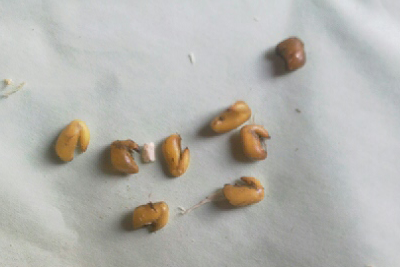 Seeds