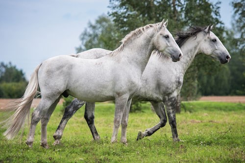 Resistance tests check wormer efficacy