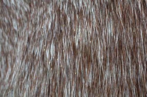 bot eggs on the horse's coat