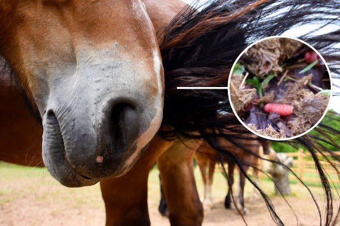 bot fly larvae passed in horse poo.