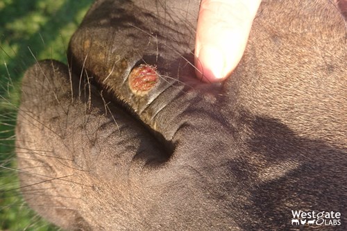 Summer Sore in horses Cutaneous Habronemiasis
