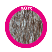 treating bots in horses