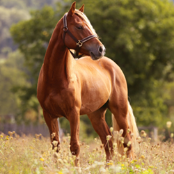 Equine