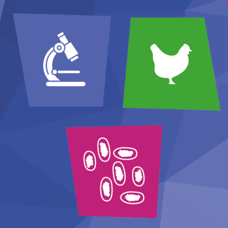 Image of Worm Count Kit - Chickens