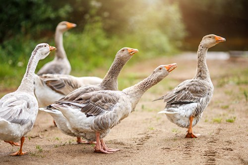 Geese