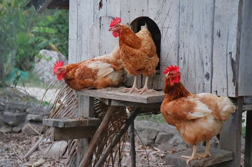 hen-house