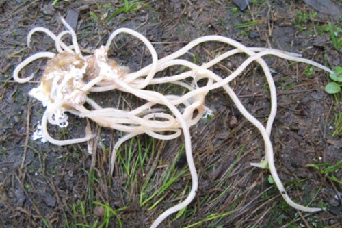 poultry ascarid or roundworm