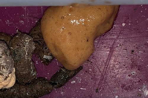 poultry caecal poo