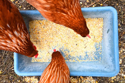 chickens eating