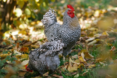 Chickens