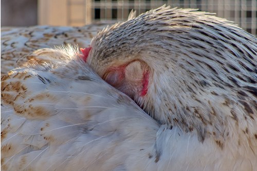 poorly chicken