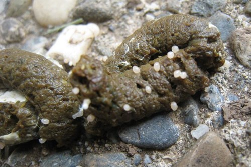 tapeworm in poultry dung