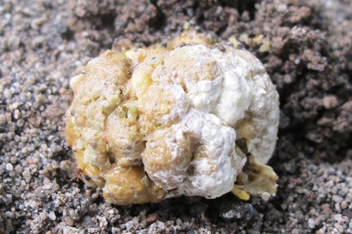 Normal chicken poo