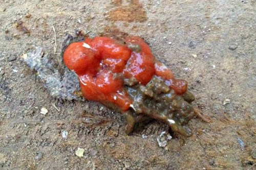 Dropping of bird with cocci
